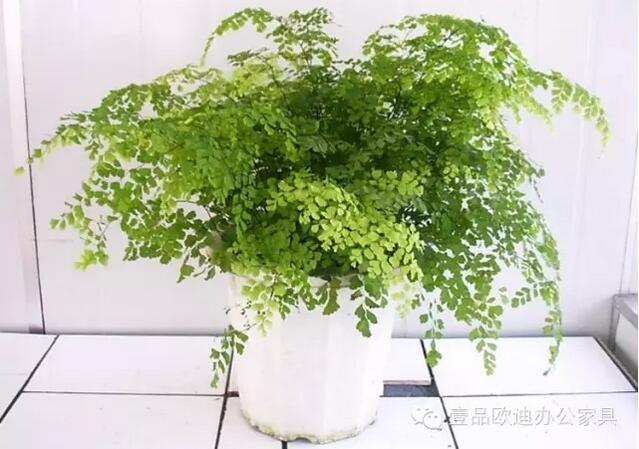 輕松解決辦公室內(nèi)各種污染！